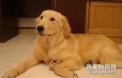 金毛的創傷與燒燙傷急救