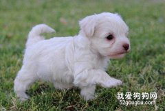 未成年犬喂養知識