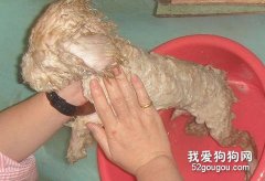 貴賓犬洗澡的過程
