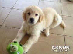 狗狗的喂食習慣