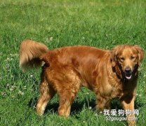 金毛在不同環境的飼養方法和注意事項