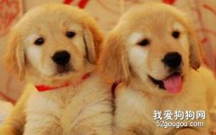 金毛幼犬的訓練寶典