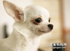 引起吉娃娃愛咳嗽的病因