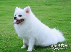 博美犬的美容護理