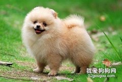 怎樣讓你的博美犬不挑食？