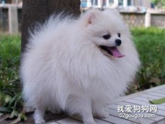 博美犬家庭美容小建議