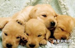 迎接小金毛時的注意事項
