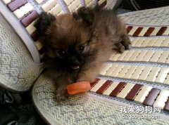 訓練博美犬的手段與原則