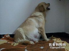 金毛懷孕的過程