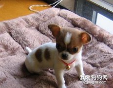 關于吉娃娃的美容