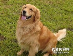 訓練金毛的進度和獎勵