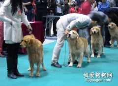 狗狗參賽前準備