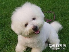 教你如何調整比熊食量