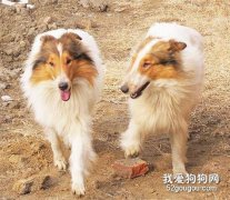 喜樂蒂牧羊犬養護須知