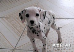 斑點狗飼養指南
