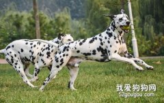 斑點犬另類訓練法