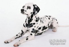斑點狗指甲的日常護理