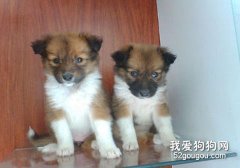 教您如何訓練好喜樂蒂幼犬
