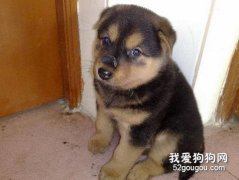 如何讓狗更聽話？
