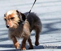 牽狗散步時間次數要有規律