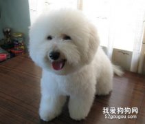比熊的簡單護理方法