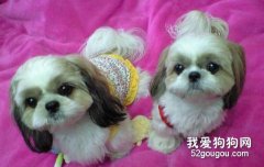 西施犬剪指甲的秘訣