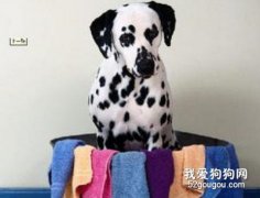 斑點狗洗澡請注意要點