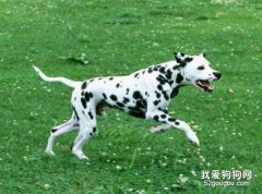 如何改掉斑點狗撲人的壞習慣