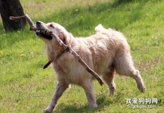訓練金毛犬叼東西的方法和步驟