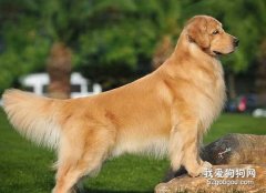 金毛犬品相怎么樣算好