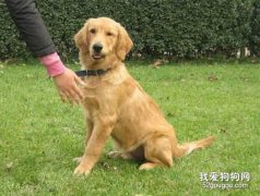 訓練金毛握手的方法