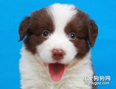 如何判斷狗狗的肢體語言？