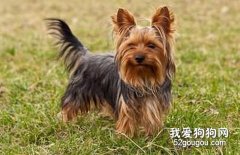 教你修飾約克夏的耳朵