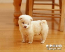 養狗前應有的心理準備