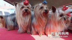 約克夏的毛發美容