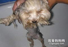 約克夏的清洗方法