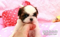 西施犬的簡易護理