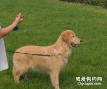 養狗必知的常識