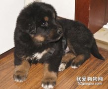 如何管理剛剛帶回家的幼獒