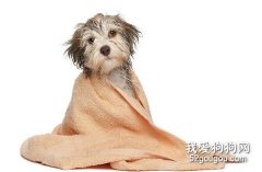 給小狗洗澡的細節與程序
