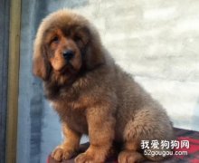 初見藏獒應注意的問題