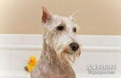 如何去除狗狗尿氣味？