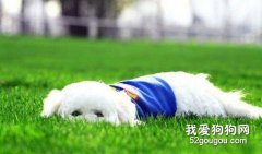 狗狗暈車、窒息及休克怎么辦？