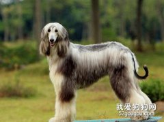 如何使犬被毛有光澤？