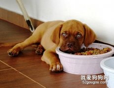 狗不肯吃狗糧怎么辦？