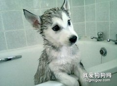 哈士奇的美容與護理