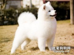 訓練薩摩耶犬養成五種好習慣