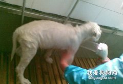 給薩摩耶洗澡注意事項