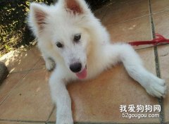 如何訓練薩摩耶犬不咬人