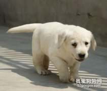 狗狗剛到家你該怎么做？